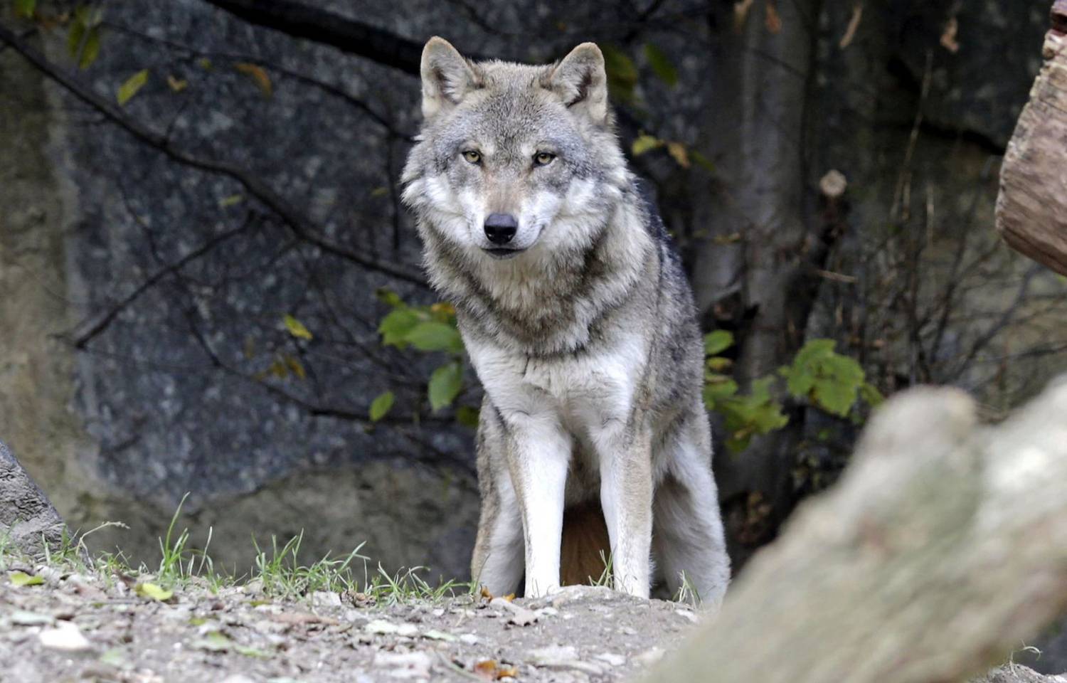 Augmentation de la présence de loups sur le territoire