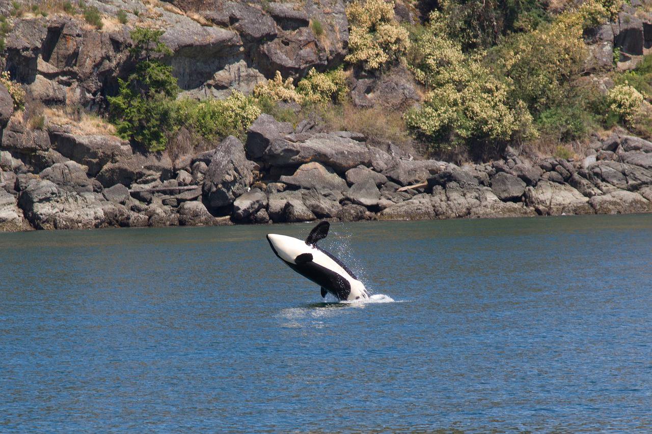 Communiqué de la Préfecture MARINELAND Antibes : situation des orques