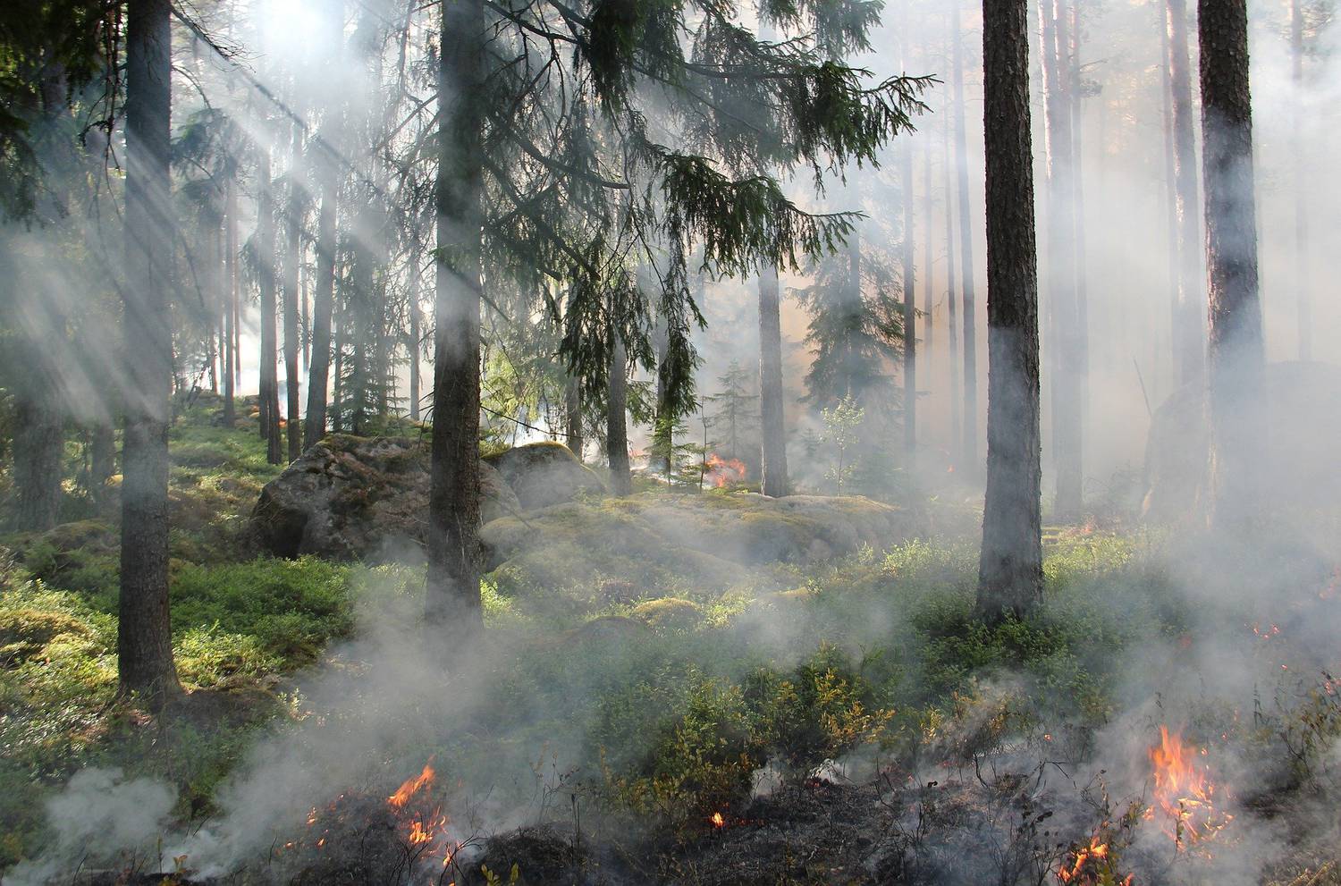 forêt, protection