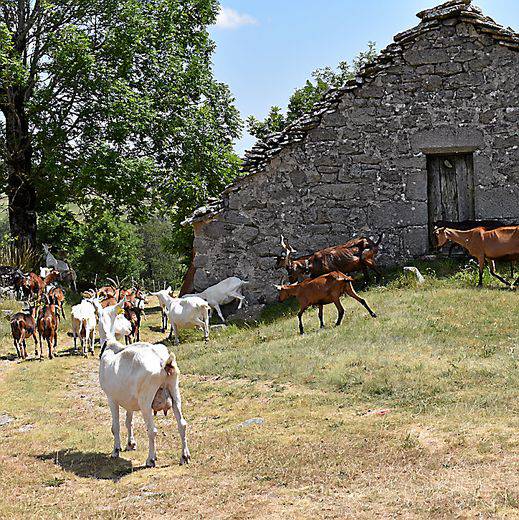 Grasse Mat' - 3 Projets Alimentaires Territoriaux Retenus Dans Le Pays ...