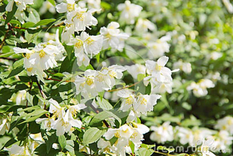 Saint Élisée; Jasmin; donneurs de sang.