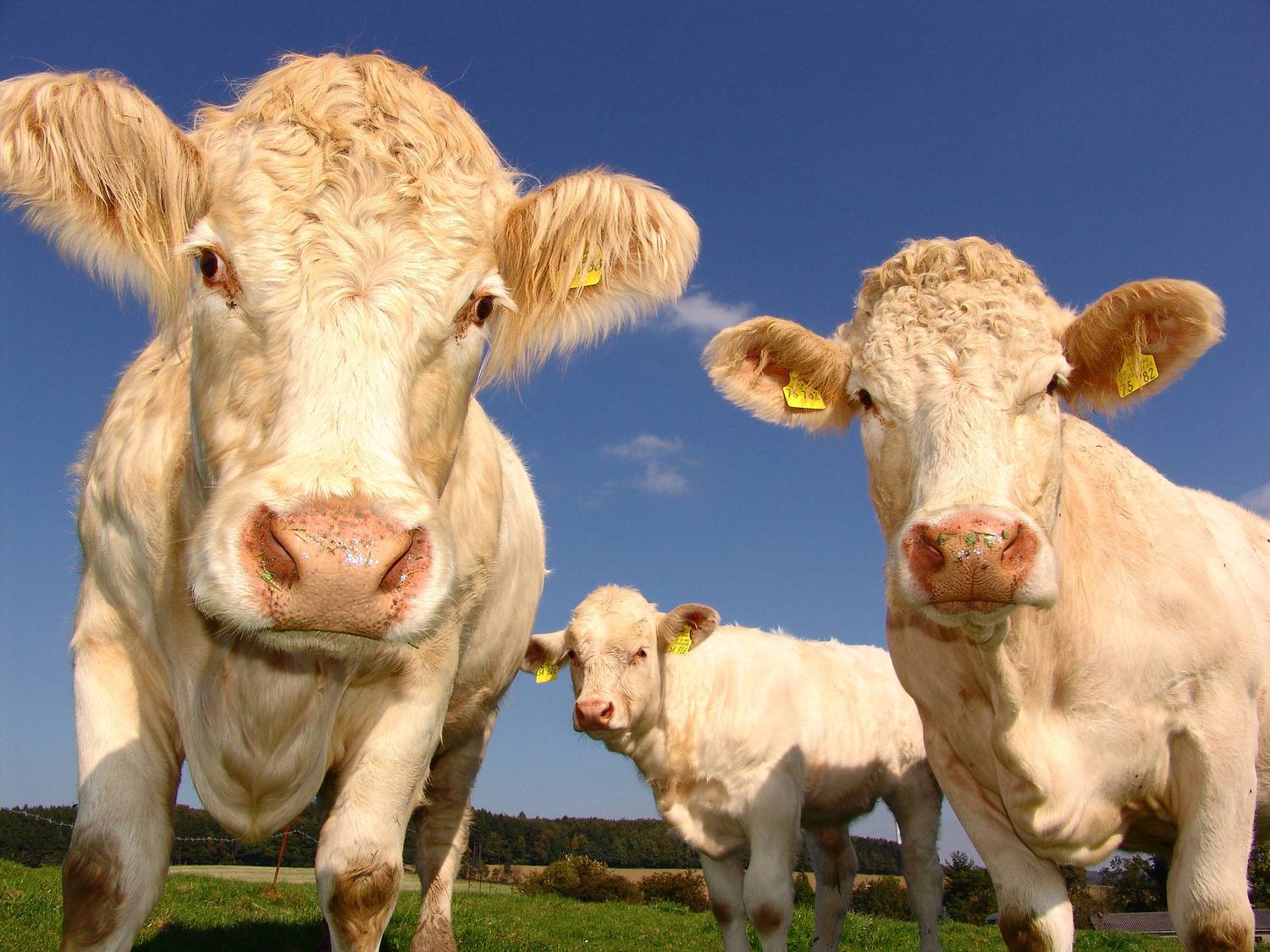 transhumance, vaches