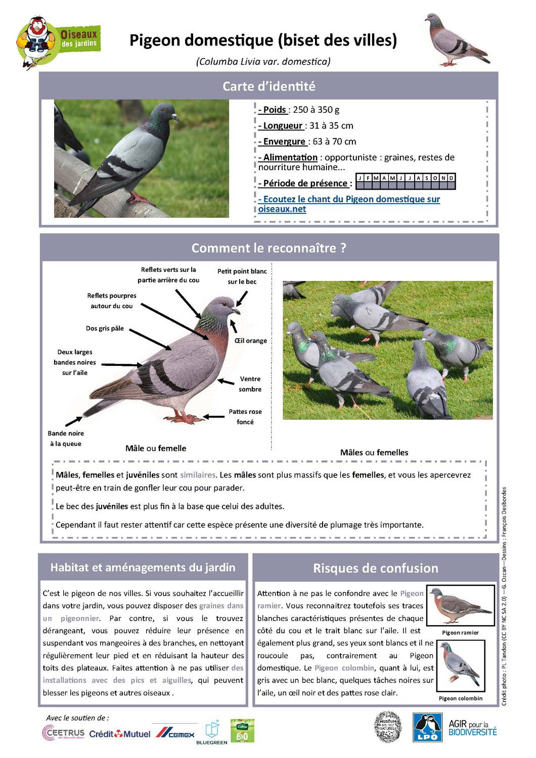 Pigeon domestique