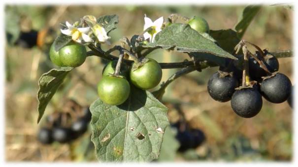 Les plantes toxiques, par Éric Etrillard Les empoisonneuses sont dans nos jardins