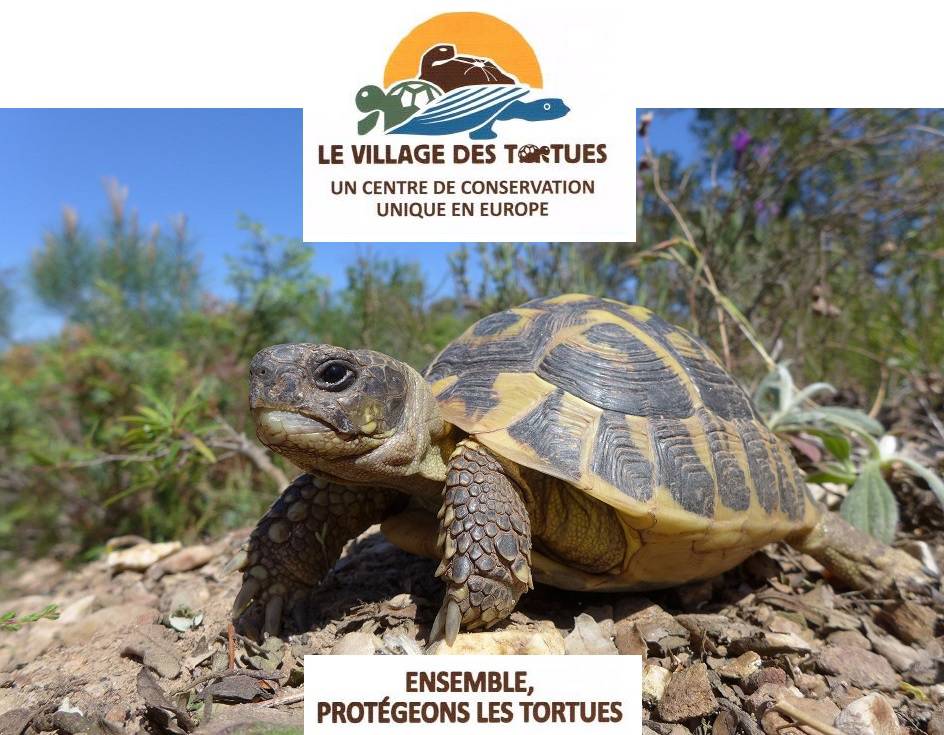 Incendie dans le Var; Loïc Dombreval; Barbara Pompili; Tortue d'Hermann, Village des tortues;