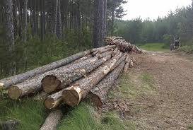 La Forêt s’Invite Chez Vous