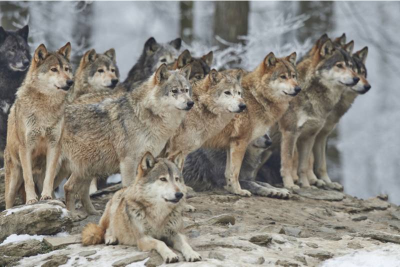 Augmentation de la présence de loups sur le territoire