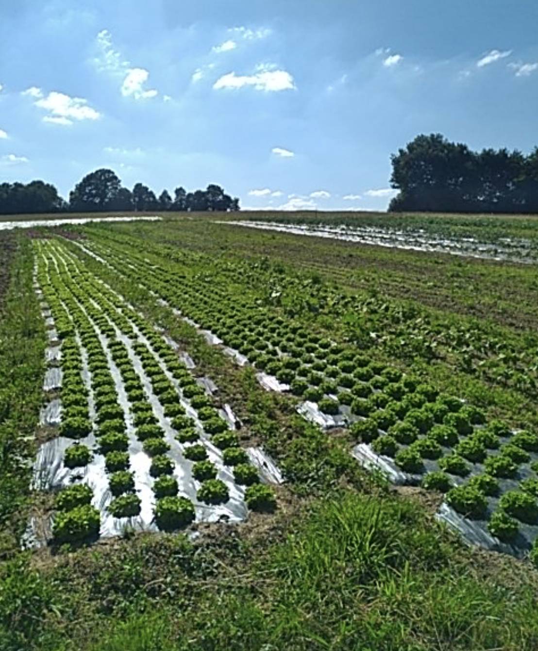 Région Sud championne du Bio !