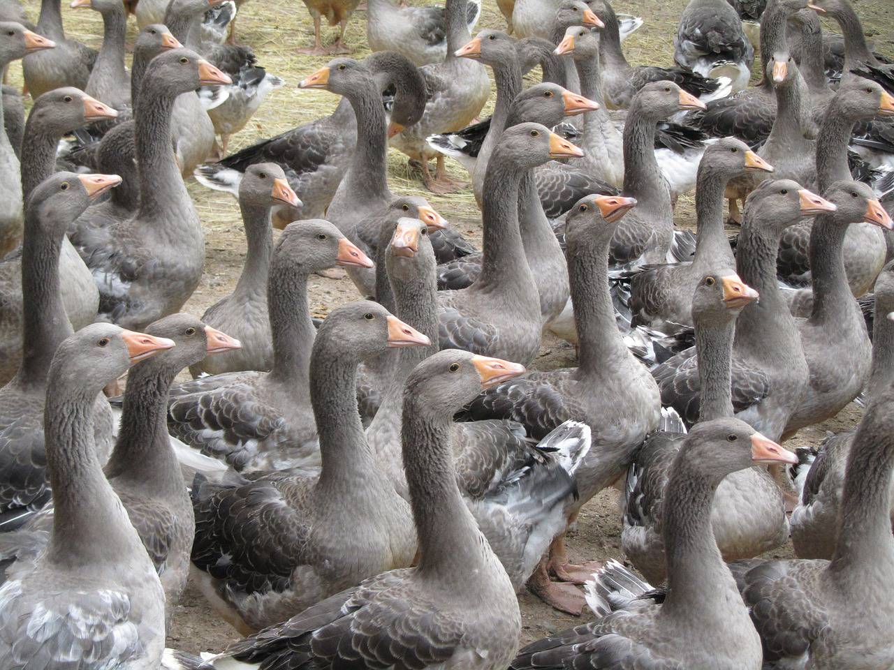 Chausson au foie gras et confit d’oignon