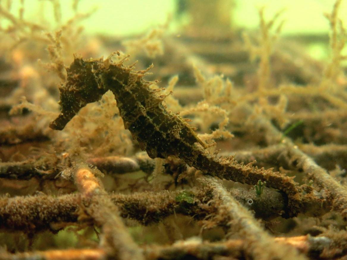 Biodiversité marine :