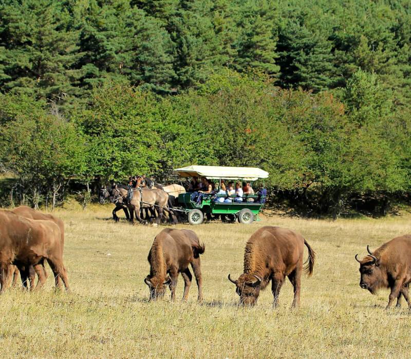 La Réserve des Monts d'Azur et le réensauvagement ; Aléna et Patrice Longour ; Rewilding Europe ; chevaux sauvages de Przewalski ; Pablo Schapira