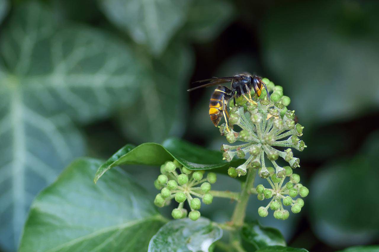 Frelon asiatique ; Green Deal ; Alpes-Maritimes.