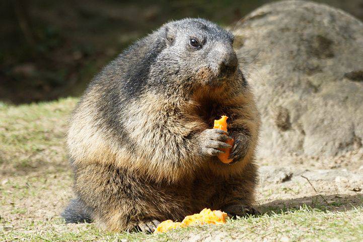 Stop à la chasse à la marmotte