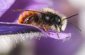 C’est le moment d’hiberner ; « dorlotoir » à abeilles sauvages ; Jérôme Viaud ; Grasse ; Jardin Partagé ; écologie ; environnement ; Jardin du Musée International de la Parfumerie ; Jardins Collectifs.