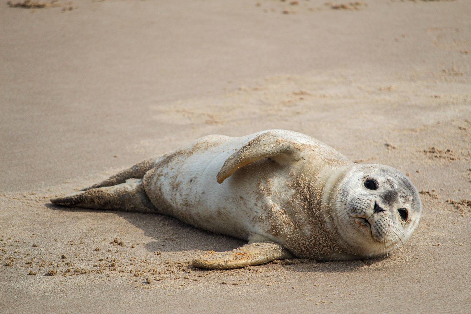 marineland, naissance