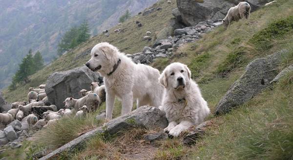 Conseils à l'approche des troupeaux et chiens de bergers