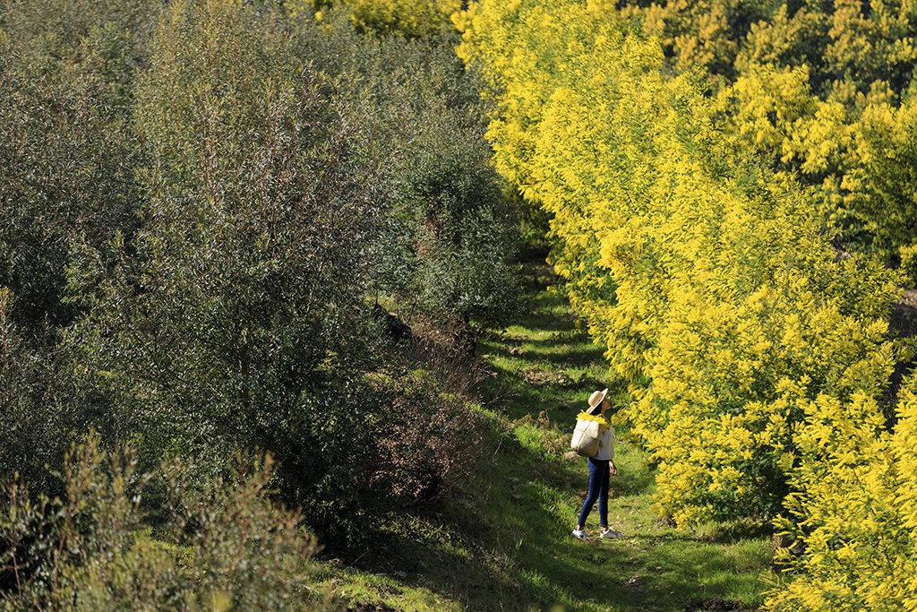 La Saga du Mimosa - Exposition à ciel ouvert