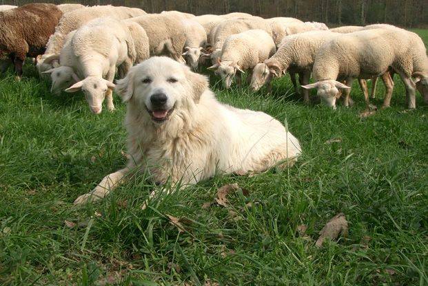 Conseils à l'approche des troupeaux et chiens de bergers