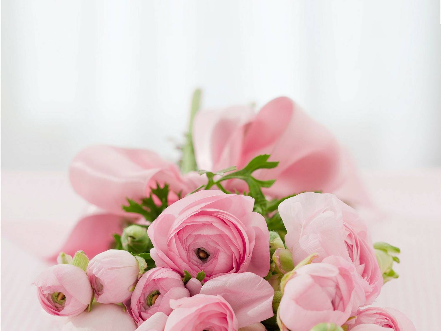 journée de la rose, grasse