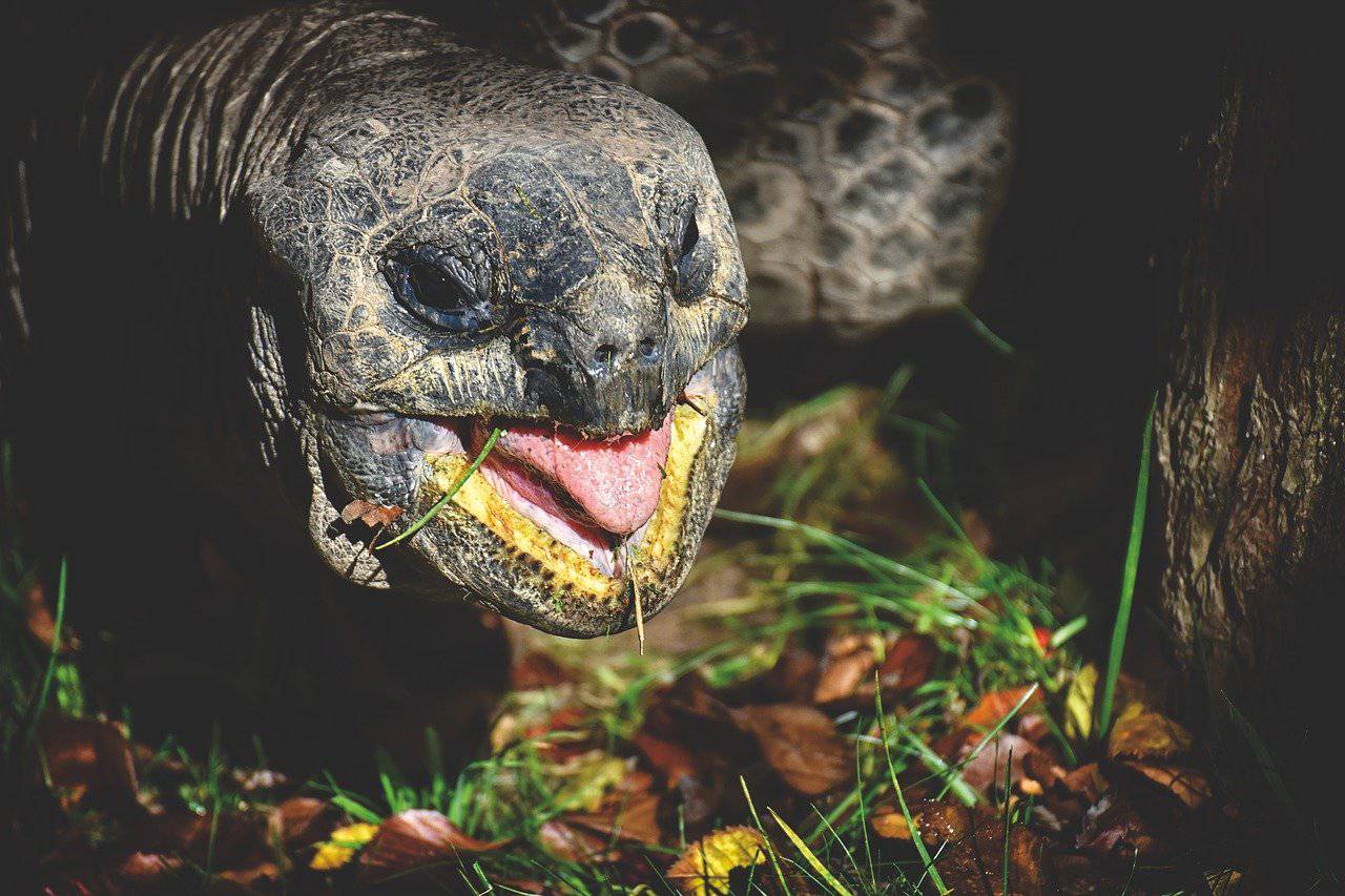 Incendie dans le Var; Loïc Dombreval; Barbara Pompili; Tortue d'Hermann, Village des tortues;