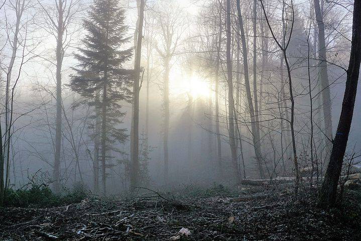 La forêt ça nous gagne !