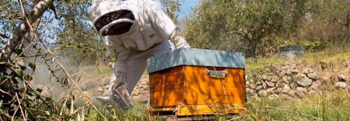 Les gestes qui sauvent les abeilles Formation à Saint-Vallier-de-Thiey