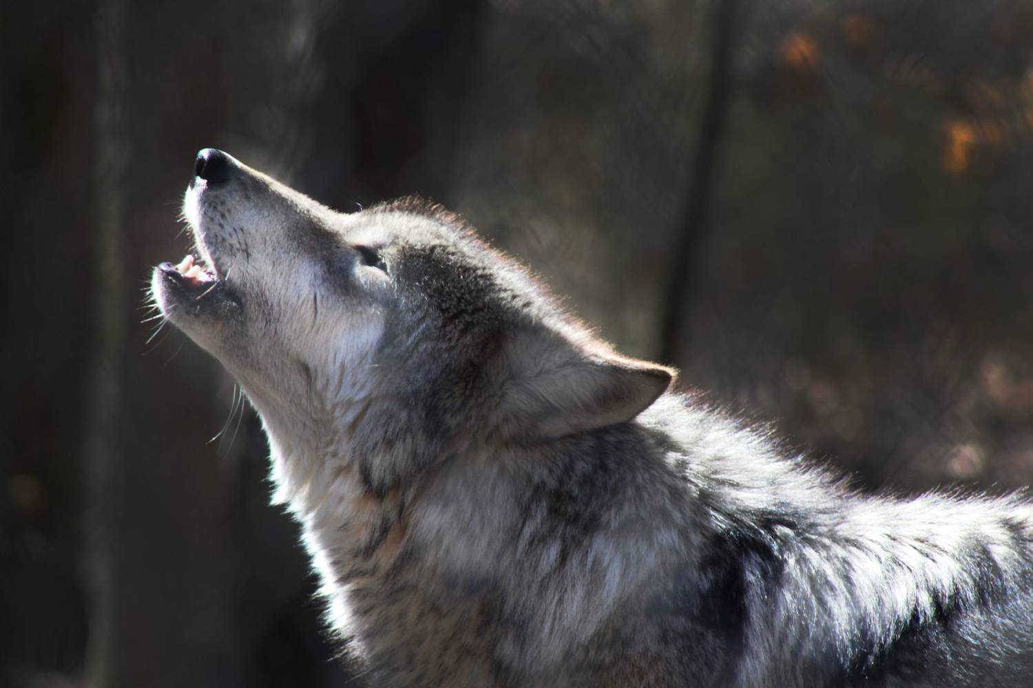 Loup, où es-tu ?