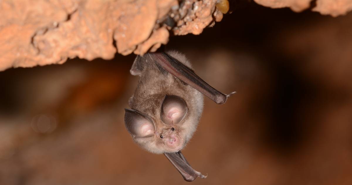 A la rencontre des chauves-souris; Grasse; nuit internationale de la chauve-souris