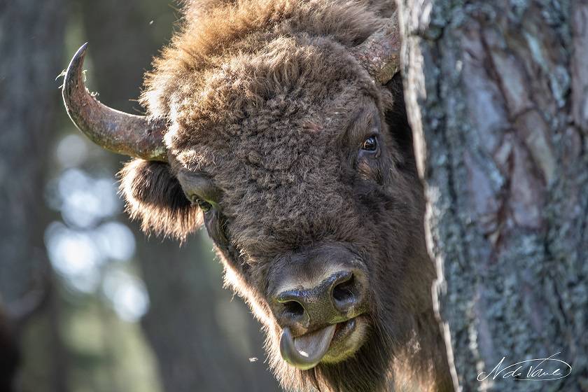 La Réserve des Monts d'Azur et le réensauvagement ; Aléna et Patrice Longour ; Rewilding Europe ; chevaux sauvages de Przewalski ; Pablo Schapira