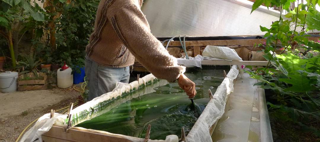 Stage de culture de spiruline naturelle intégrée