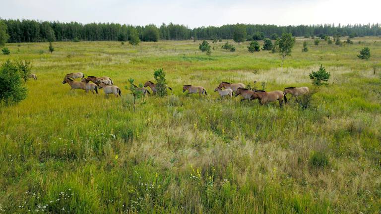 Le cheval de Przewalski et Tchernobyl