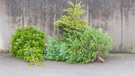 Opération broyage des sapins de Noël : Collecte jusqu'au dimanche 4 février : Opio