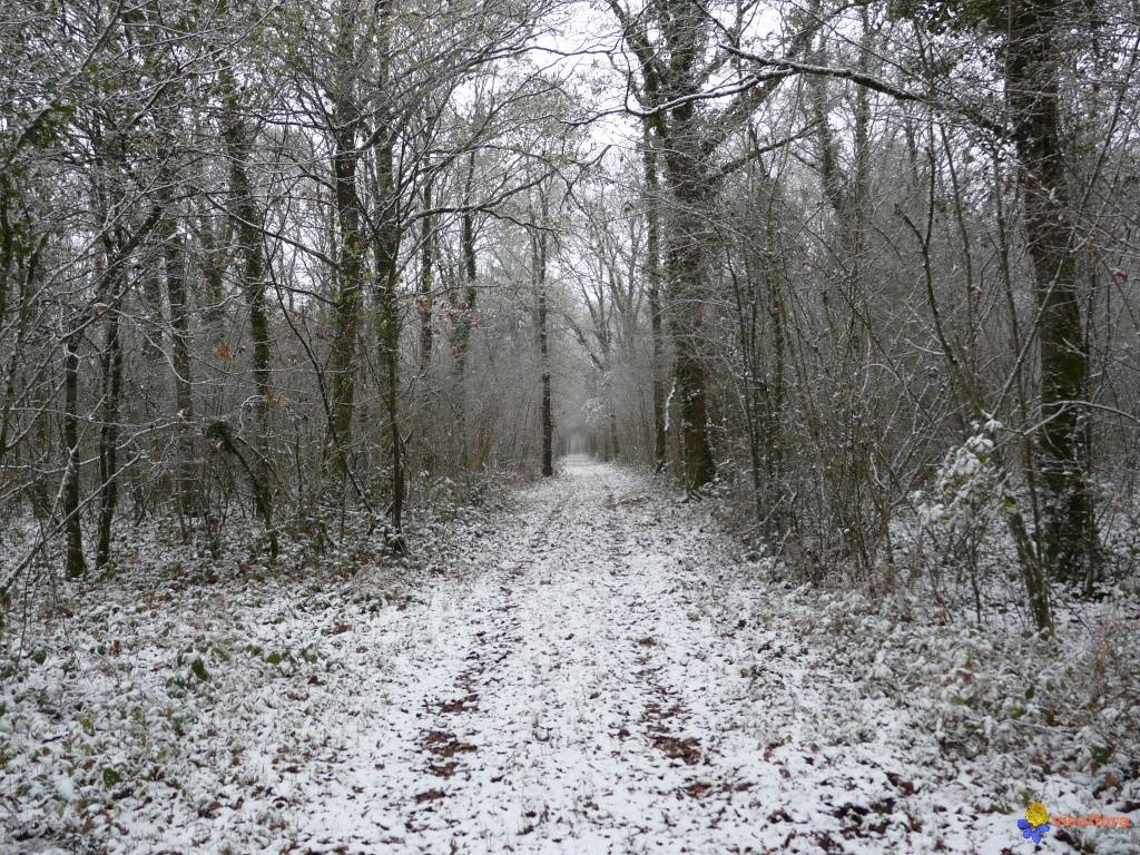 La forêt s’invite chez vous