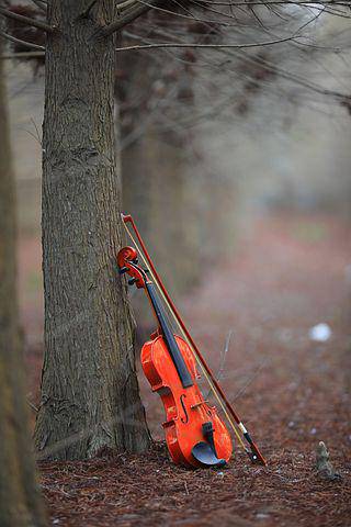 Festival de musique en forêt « Vibrez Branché » ; ONF ; île Sainte Marguerite