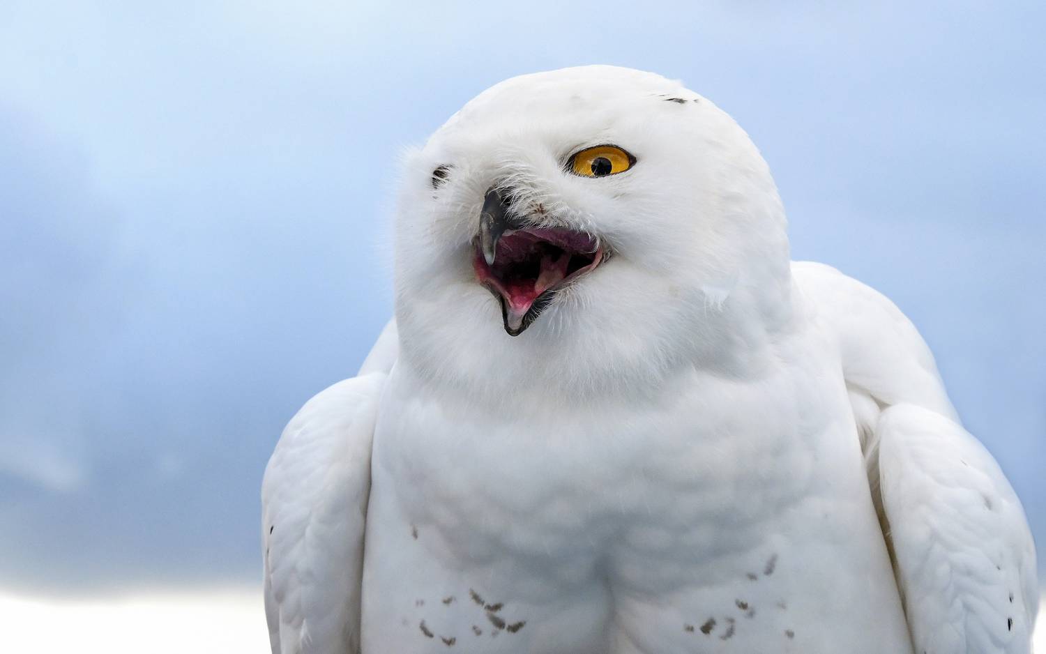 Comment différencier un hibou d’une chouette ?