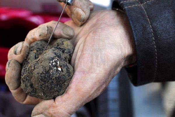 Présentation de l’affiche du 25ème marché de la Truffe