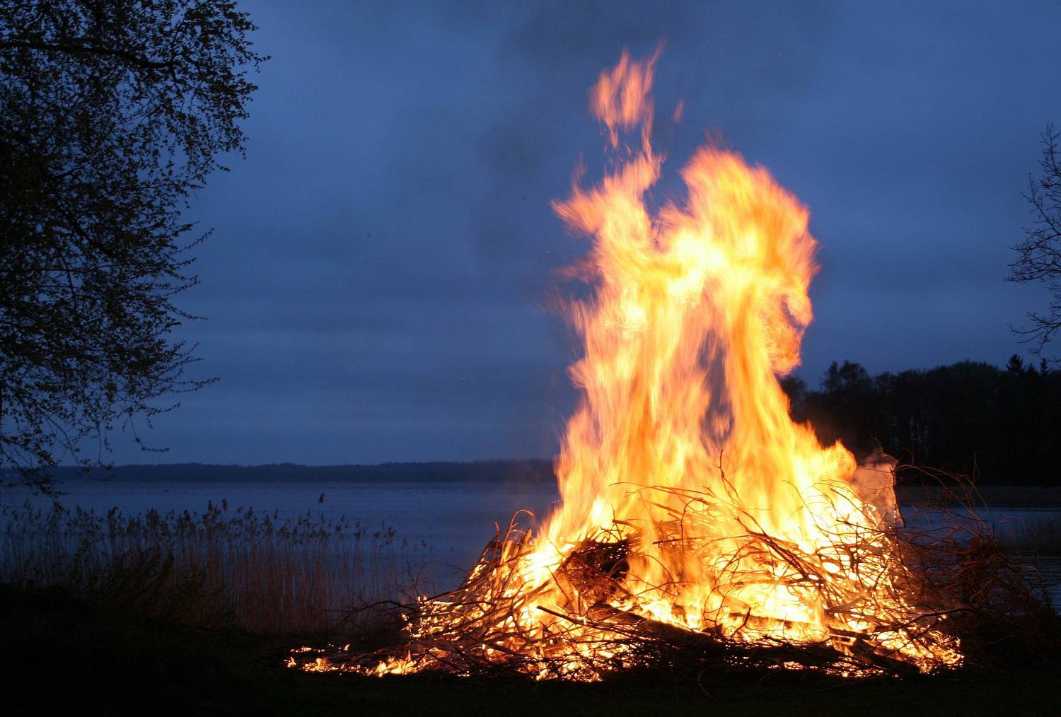 forêt, débroussailler