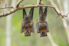 A la rencontre des chauves-souris; Grasse; nuit internationale de la chauve-souris