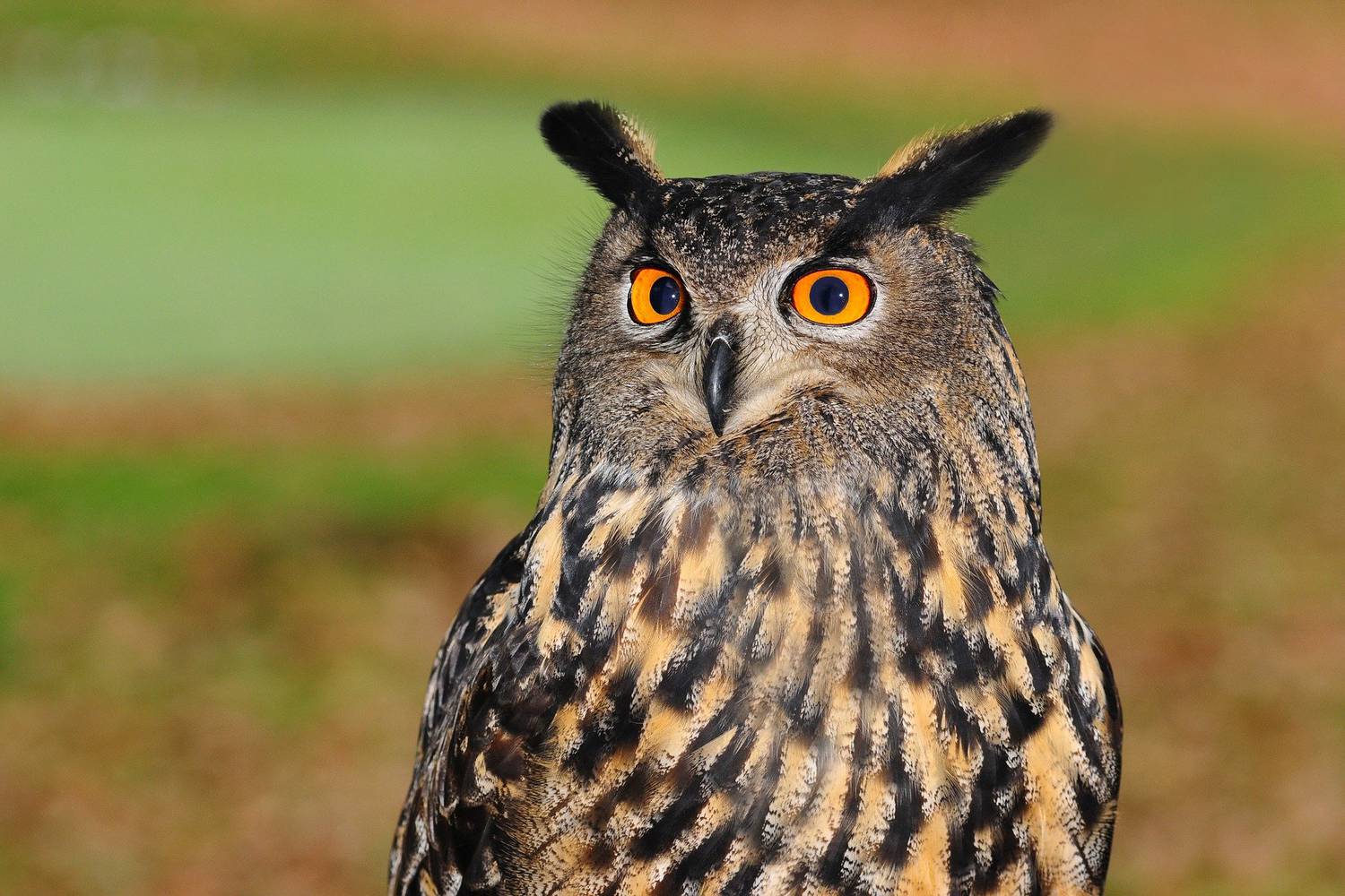 Comment différencier un hibou d’une chouette ?