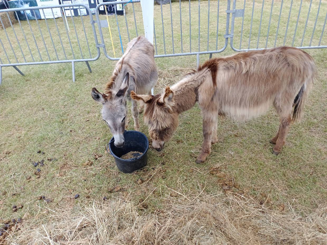 Escragnolles en Fête Une Journée Conviviale Autour de l'Âne