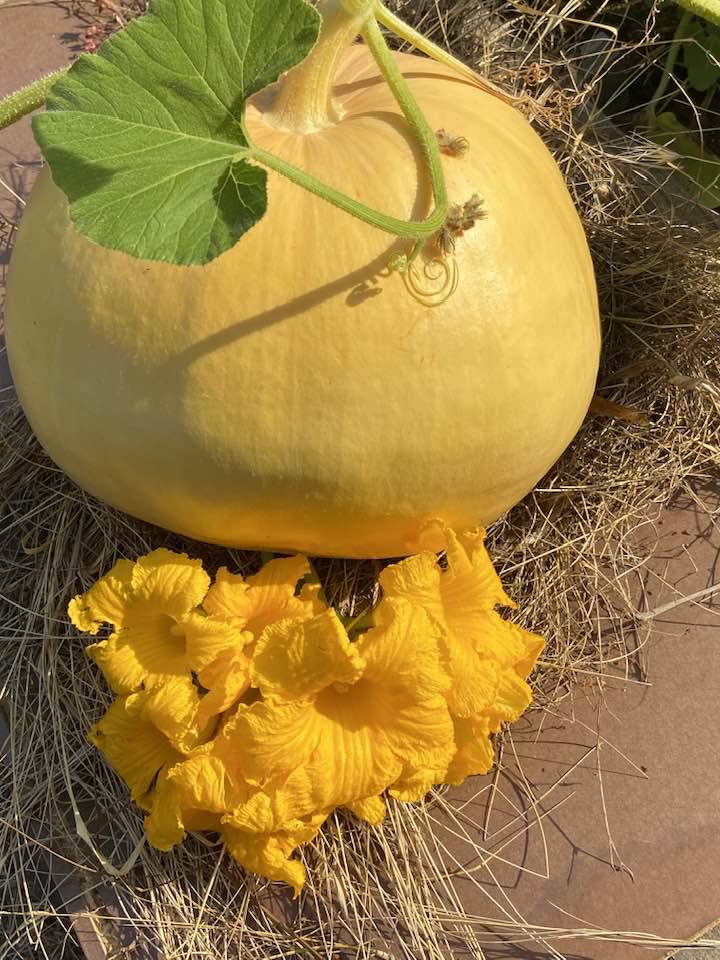 La Fête de la Courge Célèbre ses 20 Ans à Châteauneuf-de-Grasse Une Journée Gourmande et Conviviale à ne pas Manquer !