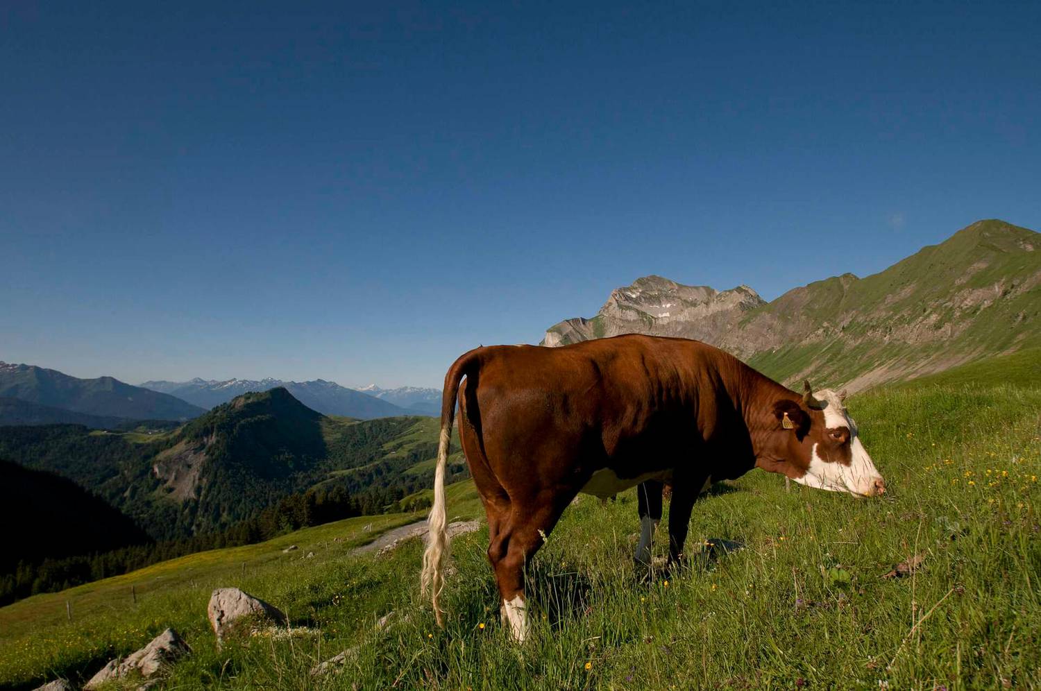 Participez à une cueillette participative de Sainfoin Afin d’assurer une Alimentation Saine pour les Troupeaux de Montagne