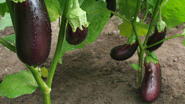 Roulés d’aubergines farcis au fromage; chèvre; été; cuisine facile;