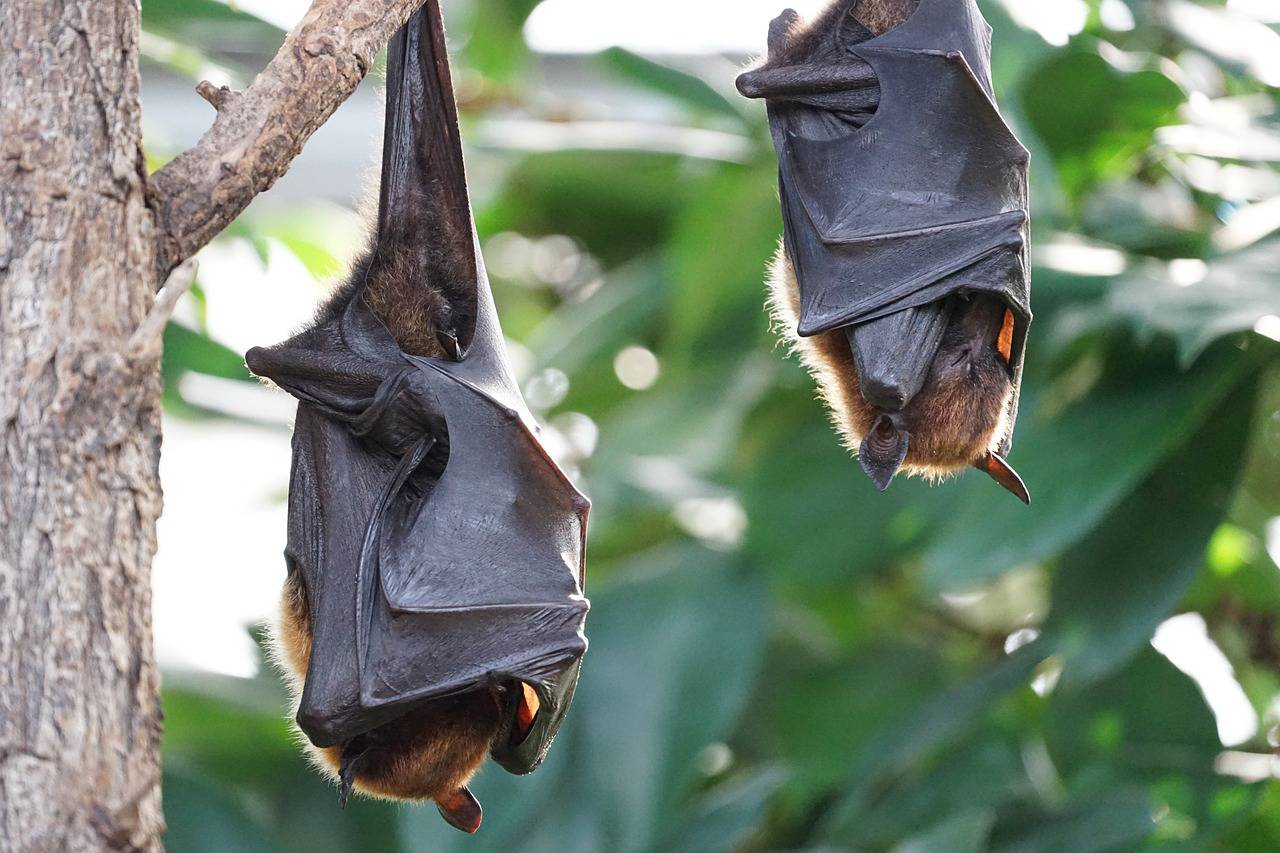 Plongez dans l'Univers Fascinant des Chauves-Souris au Lac de Thorenc Un programme captivant pour petits et grands