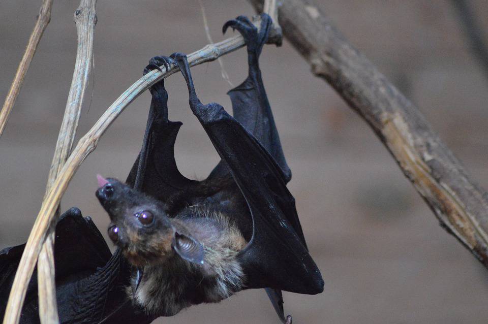 Plongez dans l'Univers Fascinant des Chauves-Souris au Lac de Thorenc Un programme captivant pour petits et grands