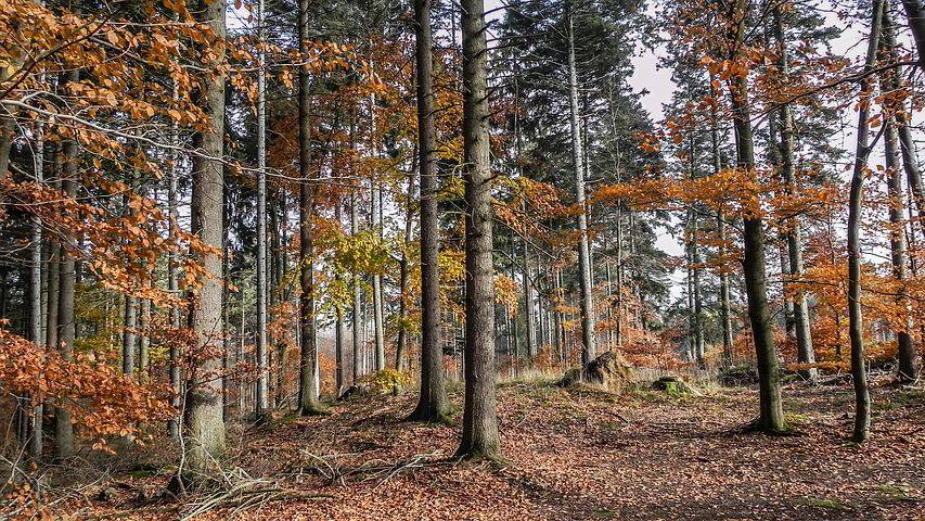 La forêt ça nous gagne !