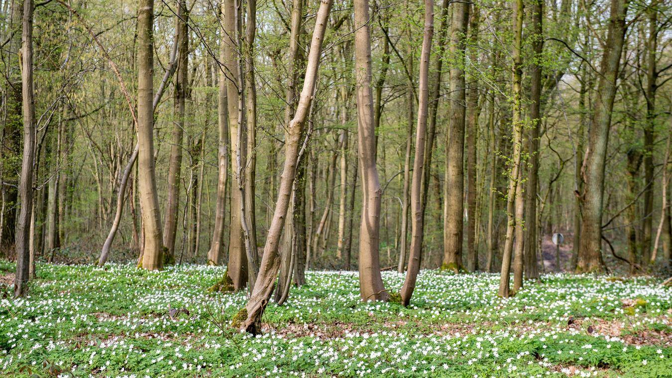 « Des forêts et des hommes »