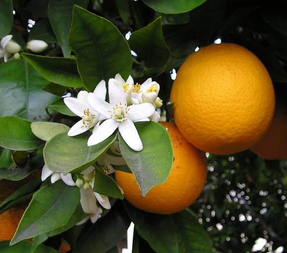 14 novembre, jour de l'orange