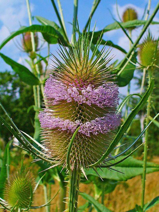 3 septembre, Saint Grégoire; jour de la cardère;  Australie :  Fête du drapeau. September 3, Saint Gregory; teasel day; Australia: Flag Day.