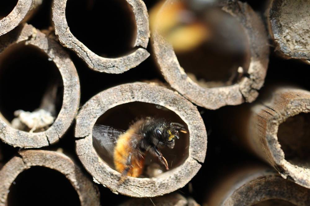 C’est le moment d’hiberner ; « dorlotoir » à abeilles sauvages ; Jérôme Viaud ; Grasse ; Jardin Partagé ; écologie ; environnement ; Jardin du Musée International de la Parfumerie ; Jardins Collectifs.